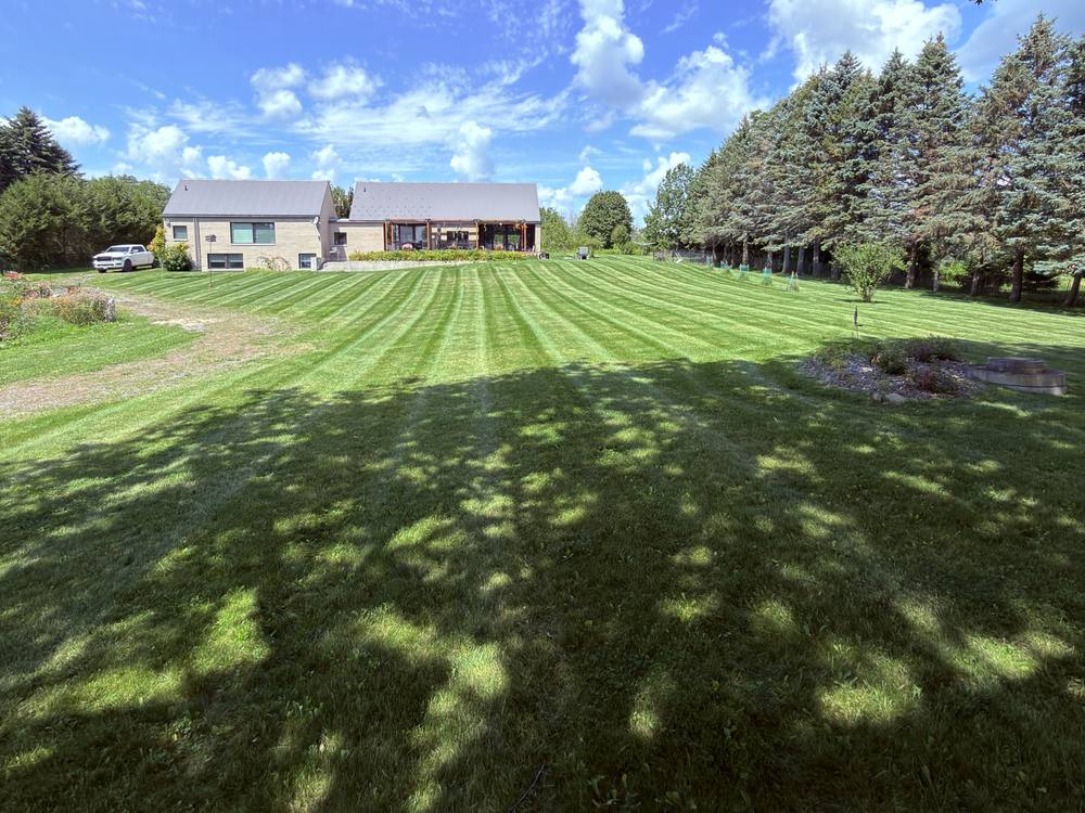Striped lawn at a country home under a big shade tree
